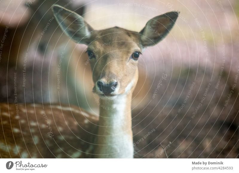 Dammwild in der Natur Wildtier Wildtierfotografie dammwild Reh Farbfoto Tier Außenaufnahme Säugetier Tierporträt Wiese Hirsche Tag grün braun Horn Wald Gras