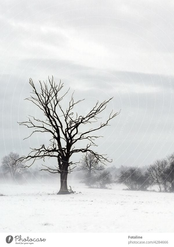 Ein ganz besonderer Baum. Er trägt im Winter, wie im Sommer das gleiche Kleid. Ich besuche ihn ab und zu, aber am eindrucksvollsten sieht er im Winter aus.