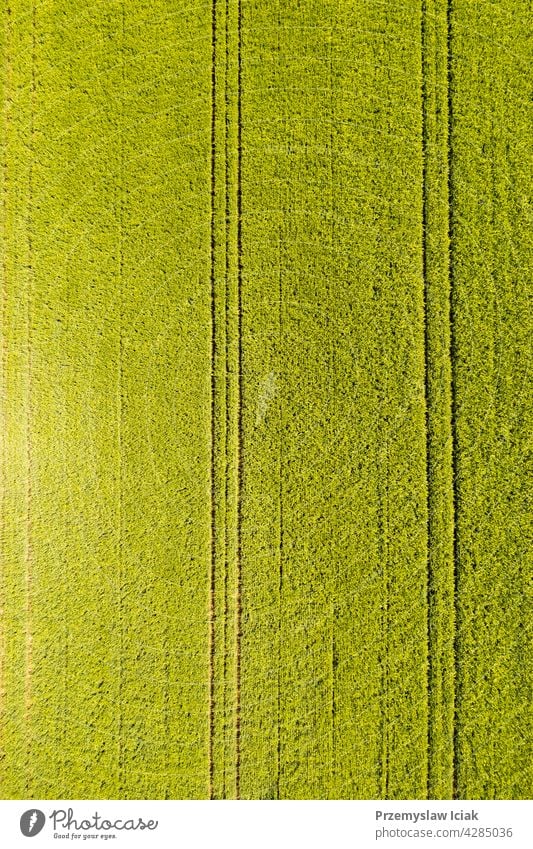 Grünes Feld in ländlicher Umgebung. Landschaft mit landwirtschaftlichen Getreidefeldern. Antenne Müsli Lebensmittel Bodenbearbeitung jung pflügen Muster