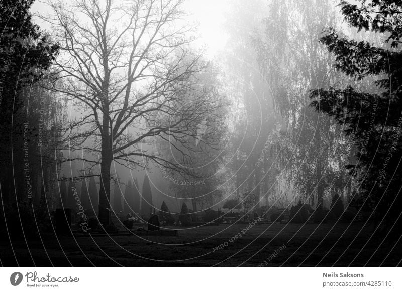 Blick auf einen Friedhof mit Morgennebel mit Grabsteinen und niemand da und Gras und Bäume im Frühling grav Religion & Glaube tot durchkreuzen Vergänglichkeit