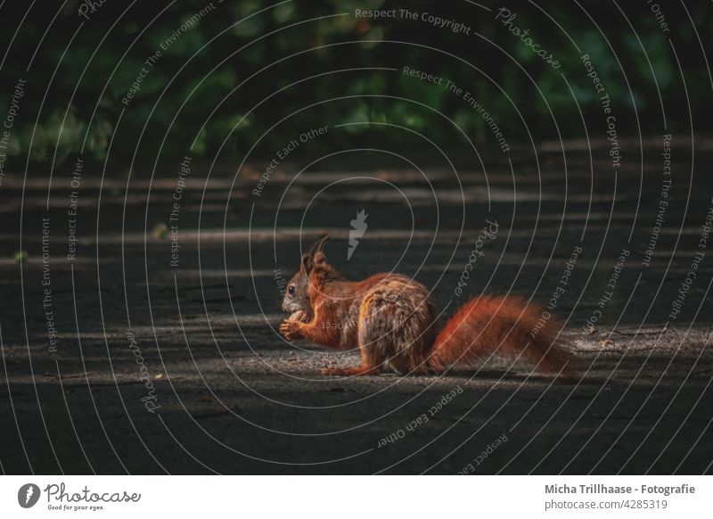 Fressendes Eichhörnchen im einzelnen Sonnenstrahl Sciurus vulgaris Wildtier Tiergesicht Fell Nagetiere Pfote Krallen Schwanz Ohr Tierporträt Nuss Walnuss