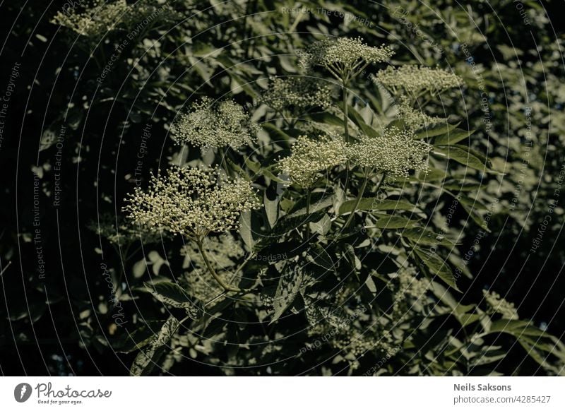 Blütenknospen und Blüten des Schwarzen Holunders im Frühjahr Sambucus nigra alternativ Buchse Holunderbusch Holunderbeeren Flora Blume duftig frisch grün