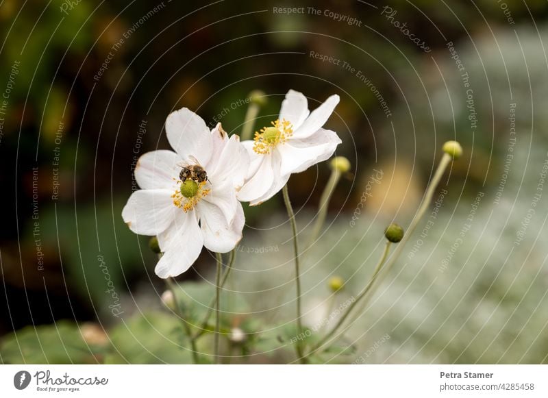 Weiße Blüte mit Biene Honigbiene Tier Insekt Blume Natur Pflanze fleißig Blühend bestäuben Nutztier Außenaufnahme Menschenleer Niemand