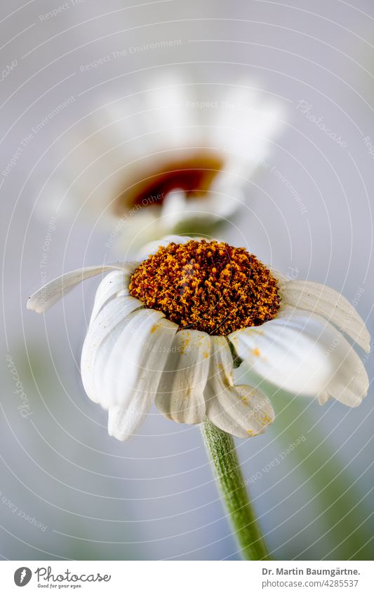 Rhodanthemum sp.  aus Marokko möglicherweise Kulturvarietät "Casablanca" Pflanze Blume blühen Sorte Hybride Blütenstand Korbblütler Asteraceae weiß Zwergstrauch