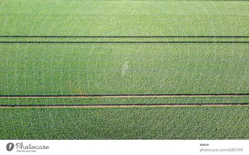 Traktorspuren unterteilen die Gleichmäßigkeit des Feldes in ein Muster Bereich Flug Hintergrund Ansicht Luftaufnahme Ackerbau Vogelschau Textfreiraum Trennung