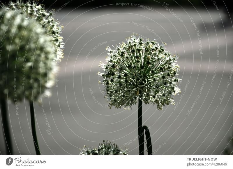 Die imposant filigranen Blütenbälle des Zierlauchs (Allium) strahlen in alle Richtungen,  lockern das eintönige Straßengrau auf und erfreuen unser Auge Blumen