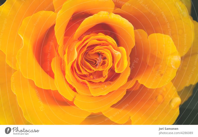 Nahaufnahme einer gelben Rose nach dem Regen. Blume Roséwein Tröpfchen Blütenblätter natürliches Licht Außenaufnahme Pflanze Farbfoto Rosenblüte schön hübsch