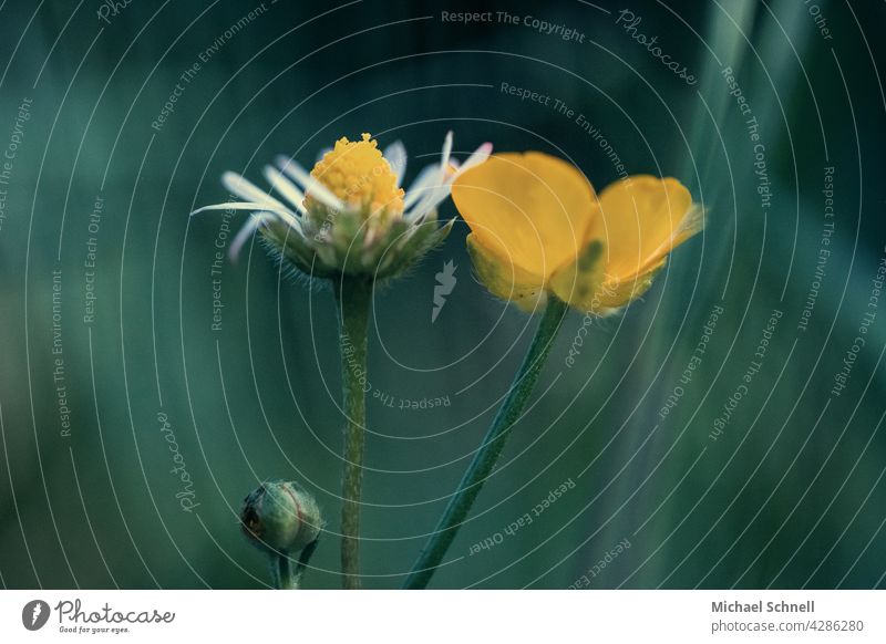 Gänse- und Butterblümchen nebeneinander, und eine kleine Knospe darunter Gänseblümchen Butterblumen Blume Wiese Frühling Blüte gelb weiß Gras pärchen