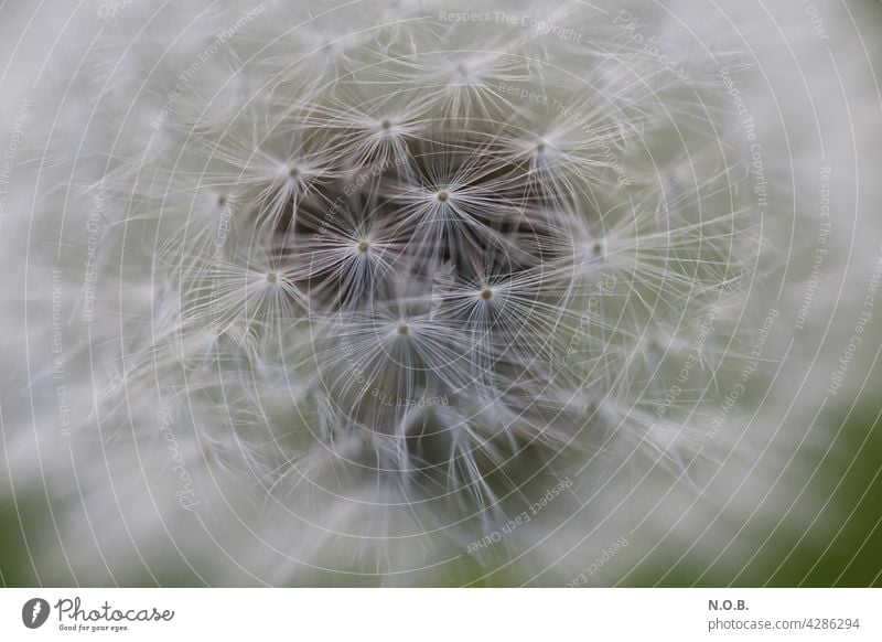 Nahaufnahme Pusteblume Löwenzahn Natur Makroaufnahme Detailaufnahme Schwache Tiefenschärfe Außenaufnahme Samen Pflanze weiß Frühling leicht Sommer zart weich