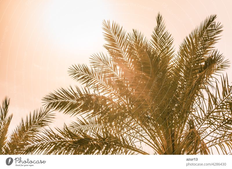 Tropischer Tourismus Paradies Palmen in warmen sonnigen Sommer Sonne Himmel. Sonnenlicht scheint durch die Blätter der Palme. Schöne Fernweh Reise Reise-Symbol für Urlaub Reise nach Süden Urlaub Trauminsel