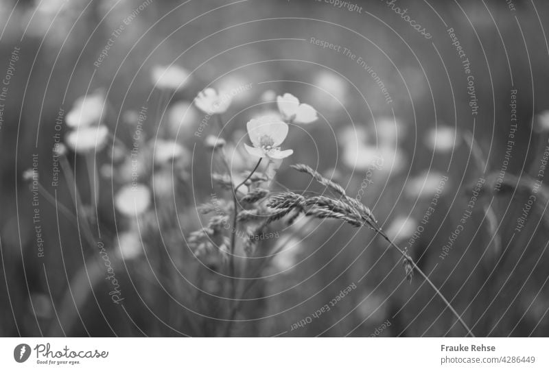 Hahnenfuß und Gräser monochrome mit geringer Tiefenschärfe Knolliger Hahnenfuß schwarz weiß schwarz-weiß grau schwarzweiß Wiese Natur Blüte Frühling Sommer Gras