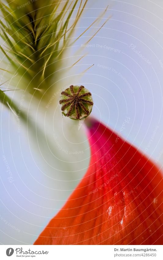 Blüte von Papaver rhoeas, Blütenblätter weitgehend abgefallen Klatschmohn Pflanze bluhen verblüht Stempel unreife Frucht Gras Blütenblatt Mohngewächse