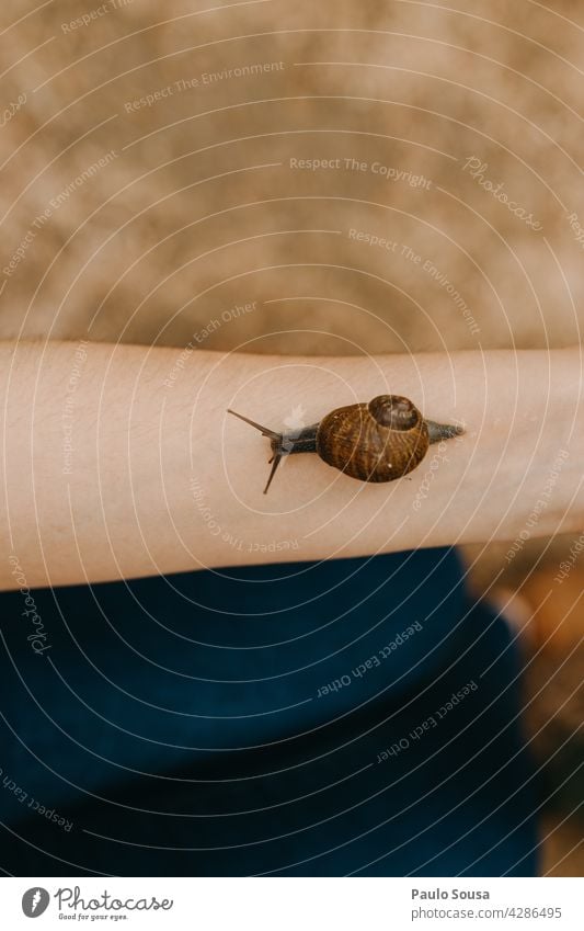 Schnecke, die auf dem Arm einer Frau kriecht Riesenglanzschnecke Schneckenhaus kriechend Arme Tierliebe Wirbellose Nahaufnahme krabbeln Außenaufnahme Farbfoto