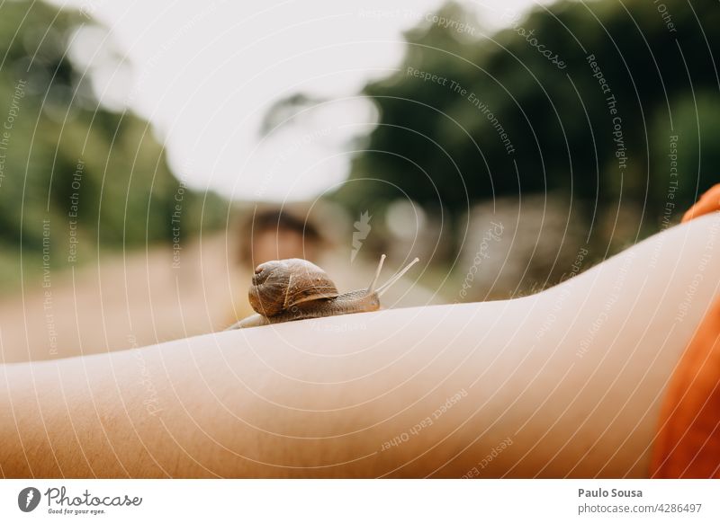 Schnecke, die auf dem Arm einer Frau kriecht Riesenglanzschnecke Schneckenhaus Arme Weichtier schleimig Außenaufnahme Nahaufnahme Natur Tier Fühler krabbeln