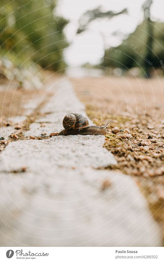 Nahaufnahme Schnecke abschließen Riesenglanzschnecke Schneckenhaus langsam Detailaufnahme Farbfoto Tier Natur Außenaufnahme Garten Schwache Tiefenschärfe