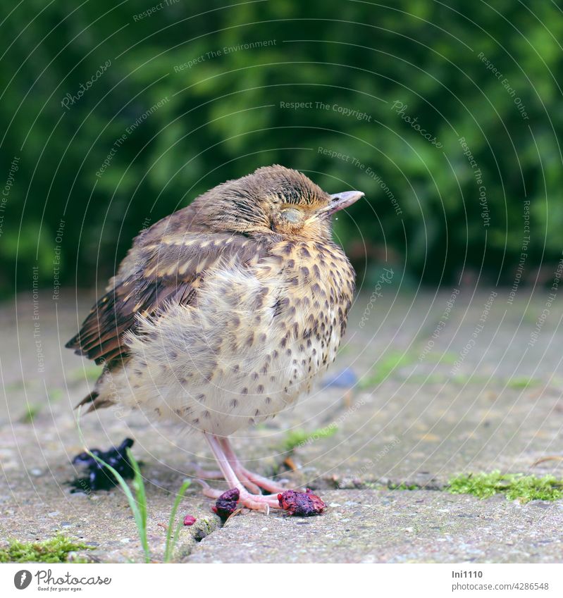 Drosselküken - schlafen, fressen und k...... Wildtier Vogel Jungvogel Küken Singvogel Gefieder Halbschlaf Augen geschlossen Nahrung Beeren Kot kacken Garten