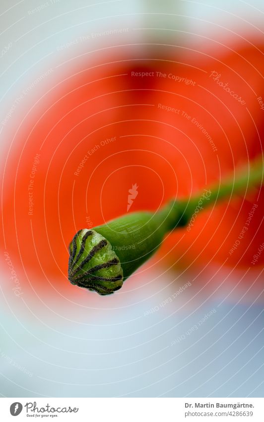 Unreife Kapselfrucht von Papaver rhoeas, Klatschmohn Frucht unreif Papaveraceae Mohngewächse Pflanze einheimisch Blüte unschard Unschärfe