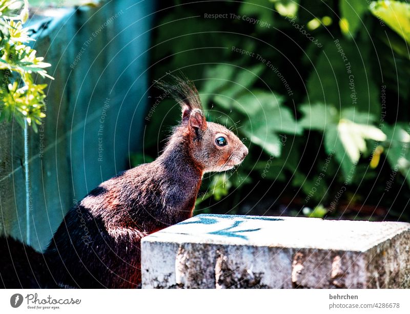 wachsam Tierporträt Tiergesicht Farbfoto Tierliebe niedlich Eichhörnchen Nagetiere Natur beobachten Fell Wildtier Neugier Außenaufnahme Menschenleer Garten