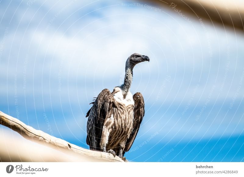 pleitegeier Farbfoto Außenaufnahme Licht Kontrast Himmel blau Tiergesicht raubvogel Menschenleer Sonnenlicht schön Natur exotisch Tierporträt beeindruckend