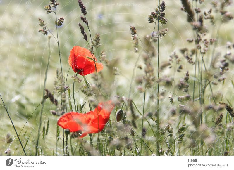 Mo(h)ntag - zwei blühende Mohnblumen und Knospen zwischen Gräsern im Gerstenfeld Mohnblüte Blume Blüte Gras Feld Kornfeld Getreide Getreidefeld Sommer Blühen