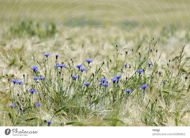 Blühende Kornblumen in einem Gerstenfeld Kornfeld Blume Blüte Getreide Getreidefeld Wachsen Frühling Landschaft Natur Umwelt Landwirtschaft Feld Außenaufnahme