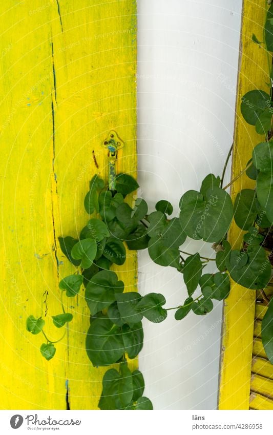 Kletterpflanze Fensterladen ranken Ranke gelb Außenaufnahme Fassade Menschenleer Gebäude Wand Farbfoto Kreta alt Tag Fensterläden Mauer Rankenfplanzen rankhilfe