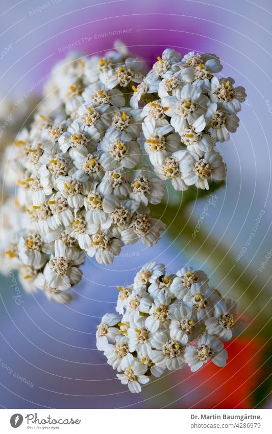 Gemeine Schafgarbe, Gesamtblütenstand gemeine Schafgarbe Schafgabe Pflanze Blume Blütenstand Blütenstände Wildblume blühen Korbblütler Asteraceae Compositae