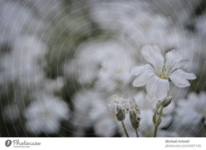 Weiße Blume weiß weißer Hintergrund weiße blüten weiße blumen Natur Blüte Frühling Unschärfe blühen blühend Frühlingstag erblühen Frühlingsgefühl zart vorne