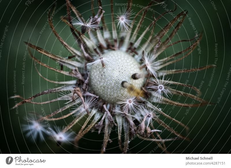 Löwenzahn: Pusteblume pusteblumen Leichtigkeit leicht verblühen verwelken verwelkt Ende Samen Pflanze Schwache Tiefenschärfe Detailaufnahme Makroaufnahme zart