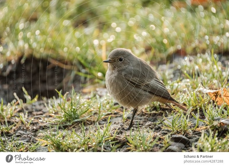 Hausrotschwanz Weibchen Gartenvögel Gartenvogel aufgeplustert Tier Rotschwanz Rotschwänzchen Federn Schnabel Wiese Gefieder Baumstamm Natur Vogel Nahaufnahme