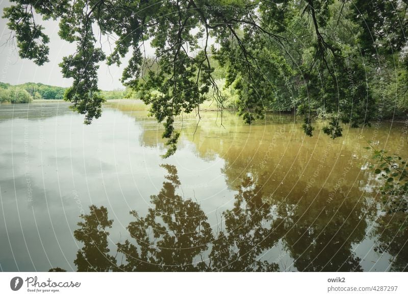 Berührungspunkt Umwelt Natur Landschaft Wasser Baum Zweige u. Äste hängen berühren Farbfoto Außenaufnahme Detailaufnahme Menschenleer Silhouette Spiegelbild