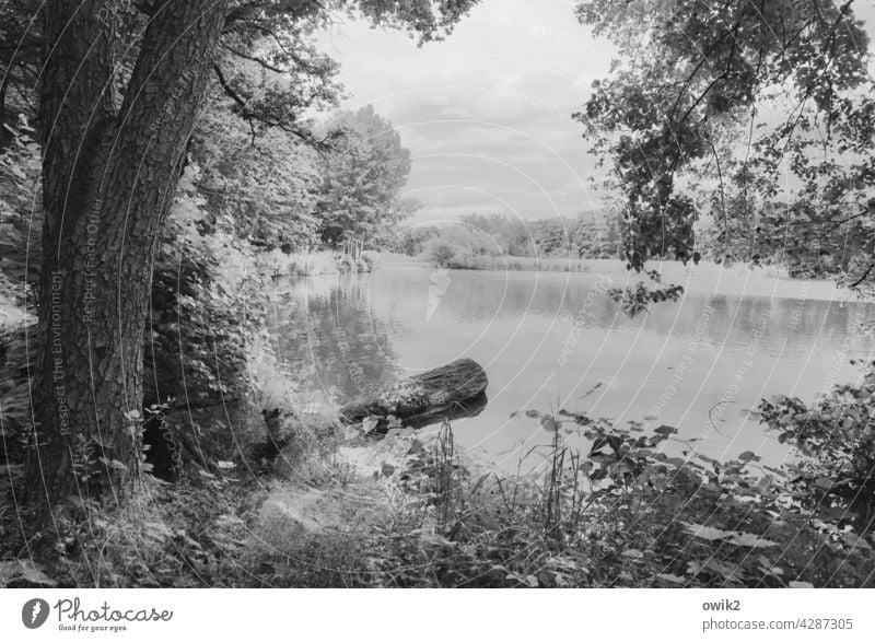 Unterbrechung Umwelt Natur Landschaft Wasser Baum Zweige u. Äste hängen Außenaufnahme Detailaufnahme Menschenleer Wasserspiegelung Reflexion & Spiegelung