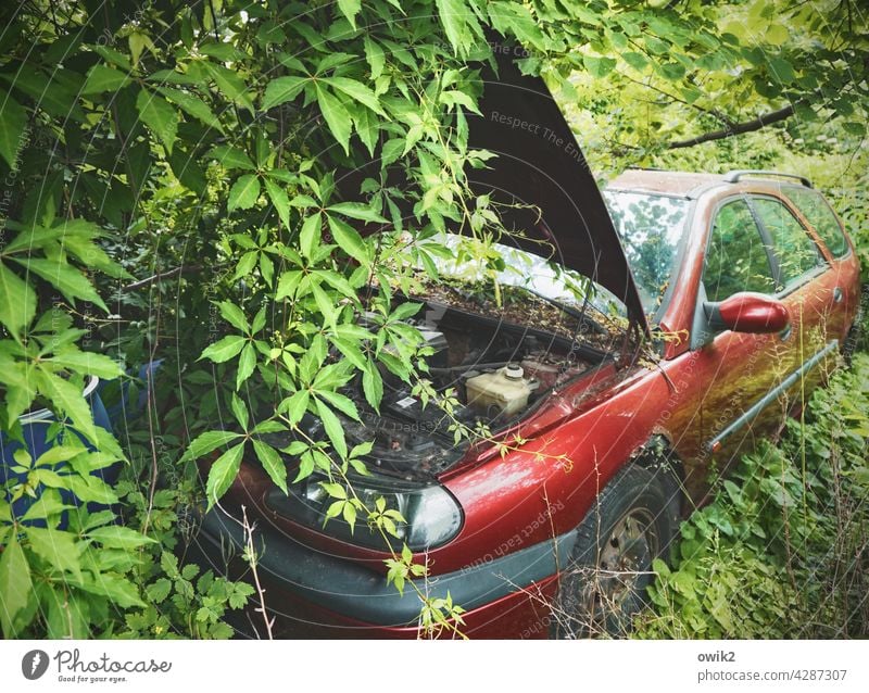 Renaturierung PKW Umwelt Natur Landschaft Pflanze Zweige u. Äste Baum Außenaufnahme Menschenleer Idylle Wald Farbfoto Sträucher aufgegeben Hinterlassenschaft