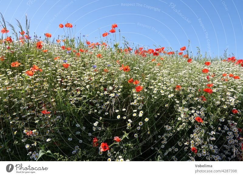 Mohn und Kamille Klatschmohn mohnblüte klatschmohnblüte mohnblüten klatschmohnblüten sommer himmel freiraum textfreiraum blau natur rot blume blumen papaver