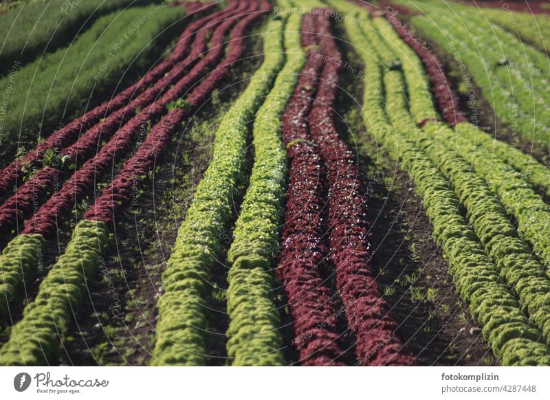 Salatreihen-Anbau Feld Reihen Landwirtschaft Gemüse Wachstum Ackerbau Gesundheit frisch Ernte Salatköpfe Gemüseanbau Salatfeld Salatkopf Anpflanzung Beet