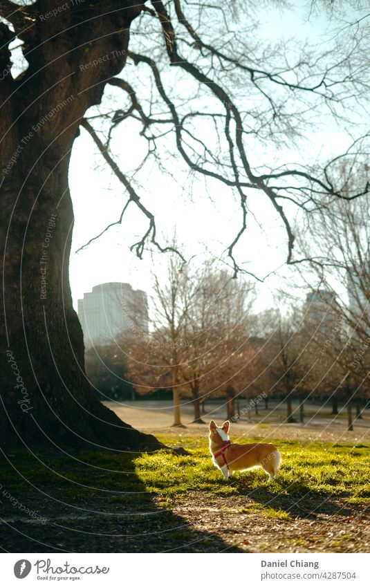 Der Hund ist zurück im Park Natur Sonnenlicht Tier Wald Licht Gras Bäume Baum Sonnenstrahlen Farbfoto Spielen Haustier Hunde Freunde Freundschaft Hundefoto