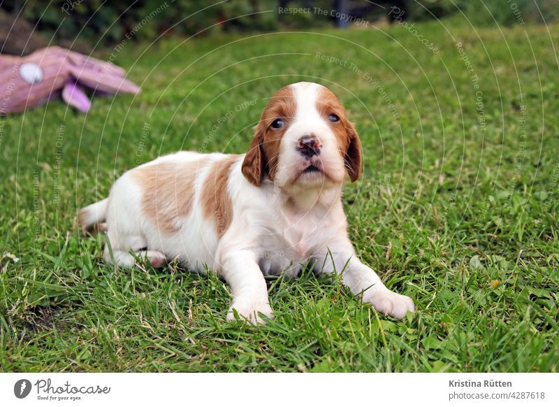 kleiner welpe liegt im gras, im hintergrund ein hundespielzeug hundewelpe hundebaby hundeportrait hundeporträt welpenportrait welpenporträt rasen garten draußen