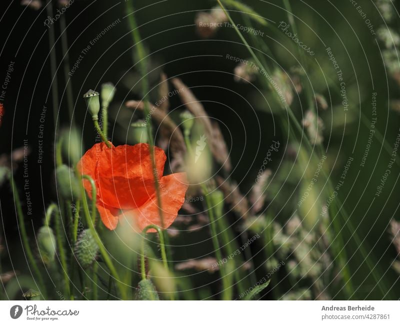 Nahaufnahme von einem Feld von Mohnblumen, schönen Sommer Hintergrund rot Blume Natur Blumen grün Pflanze Frühling Gras Schönheit Blüte wild Blütenblatt Garten