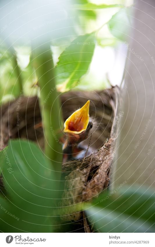 Hungriger Jungvogel im Nest sperrt seinen Schnabel auf. Vogelnest Vogeljunges Hunger Nestling Küken Amselküken Tierjunges Nahaufnahme Appetit & Hunger Wildtier