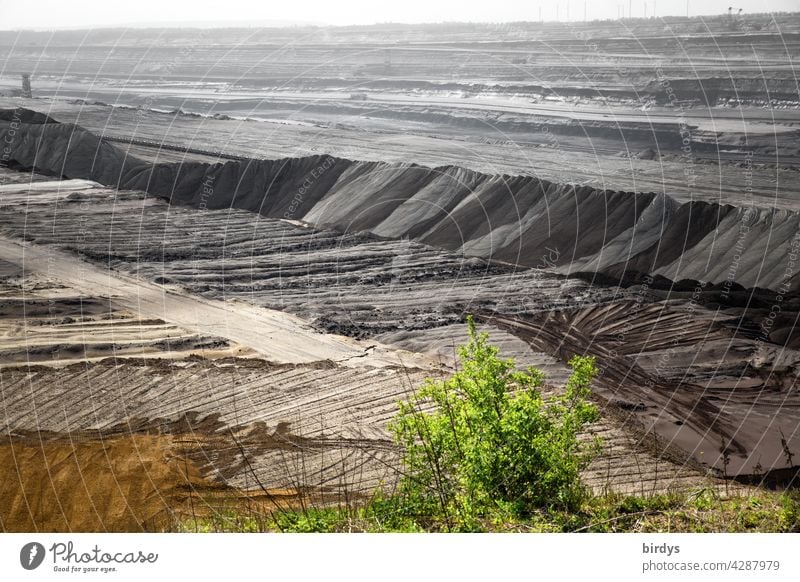 Ein grüner Busch am Grubenrand eines trist grauen Braunkohlentagebaus. Energiewende, Braunkohle Klimawandel fossile Energiequellen Umweltzerstörung CO2-Ausstoß