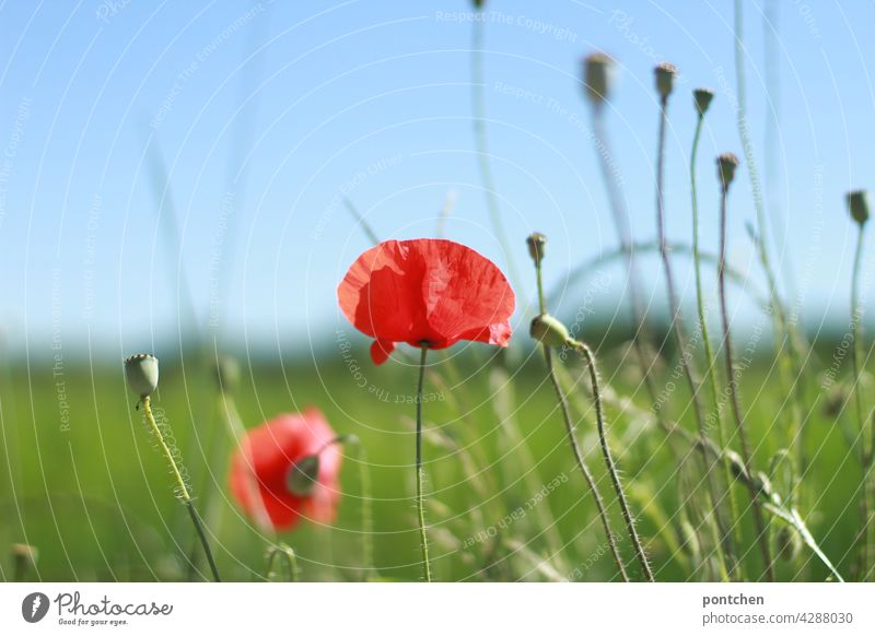 Mohnblumen im Grünen. Landleben, Sommer mohnblumen sommer landleben Natur Blüte Feld Pflanze rot Wiese Blume Mohnfeld Landschaft