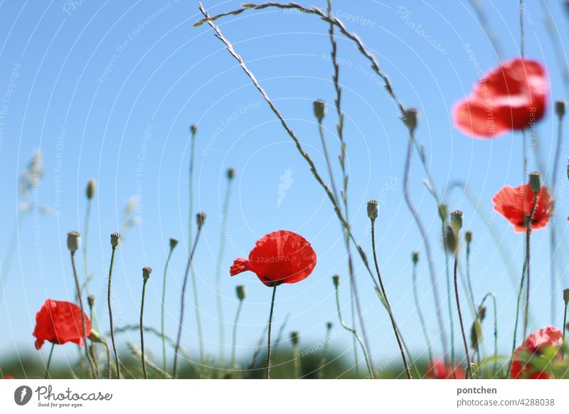 Mohnblumen vor blauem Himmel. Sommer mohnblumen sommer blauer himmel Natur rot Blüte Pflanze Mohnblüte Landschaft Umwelt Menschenleer