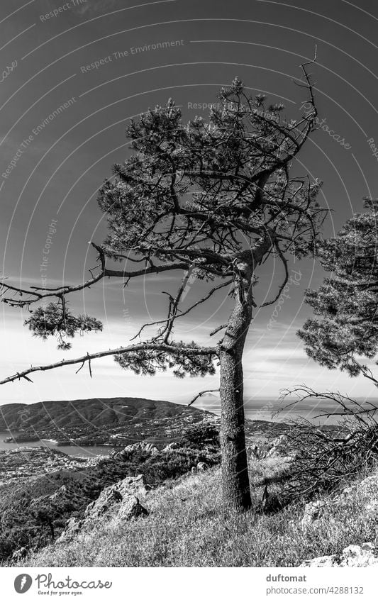 Einzelner Baum wächst an Berghang, monochrome Pinie Italien Küste Klippe Wind windig Mittelmeer mediterran Außenaufnahme Meer Ferien & Urlaub & Reisen