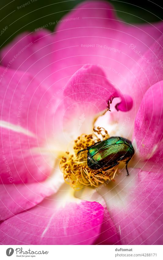 grün schillernder Rosenkäfer in der Mitte einer Blüte lila Blume Pflanze blühen Natur Garten Blütenstempel Käfer Schwache Tiefenschärfe Blühend Nahrungssuche