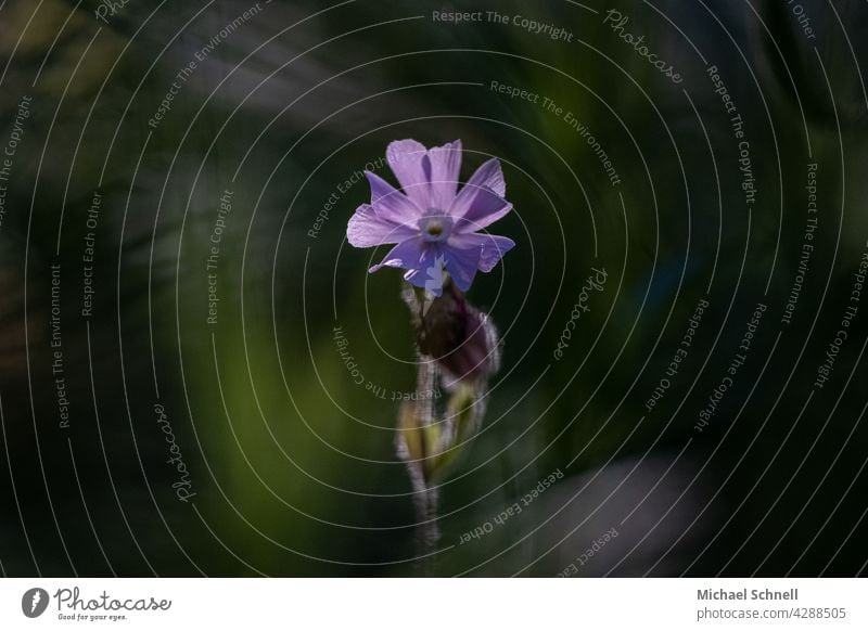 Lichtnelke im Sonnenstrahl vor dunklem Hintergrund Blüte Blume Pflanze Natur Im Mittelpunkt stehen mittig Sonnenstrahlen hervorheben gut sichtbar hervorstechen