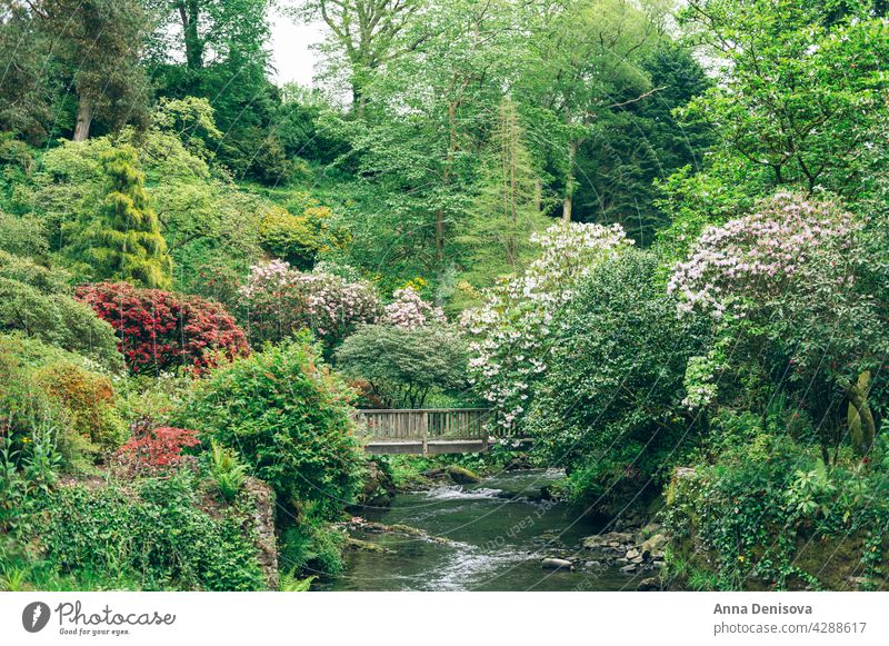 Schöner Garten mit blühenden Bäumen im Frühling Park Wales Goldregen Bogen rhododendron Pflanze Blume Munningham Natur Rhododendren rosa Blüte Blütezeit