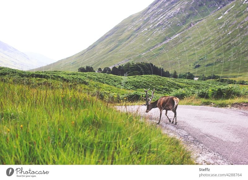 jeder Abschied ist schwer - ein schottischer Hirsch geht seiner Wege Schottland Rothirsch Rotwild Edelhirsch Bock freilebend Begegnung unterwegs friedlich