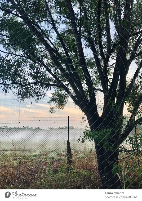 Morgennebel in der Natur Nebel neblig Baum Landschaft Sonnenlicht im Freien Saison Umwelt Ansicht Morgenlicht grün schön Licht Hintergrund Zaun malerisch