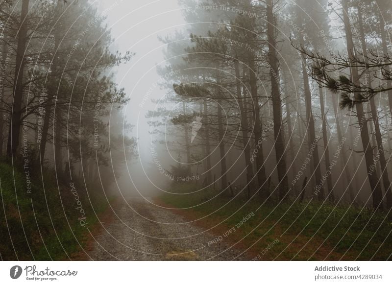 Nebliger Tag im Wald grün Baum Landschaft Pflanze Natur Frühling Umwelt Holz Wälder Kiefer Szene Blatt Wurzel Sonne Blätter niemand Wildnis unverfälscht Foto