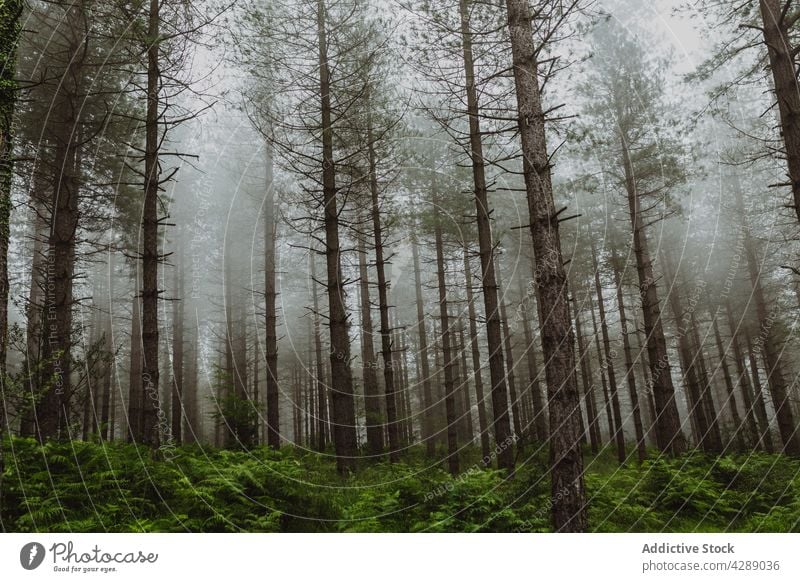 Hohe Bäume mit nebligem Hintergrund Wald Landschaft Natur Waldgebiet dicht grün Ökologie Holz Park braun im Freien Air Niederlassungen nebliger Wald natürlich